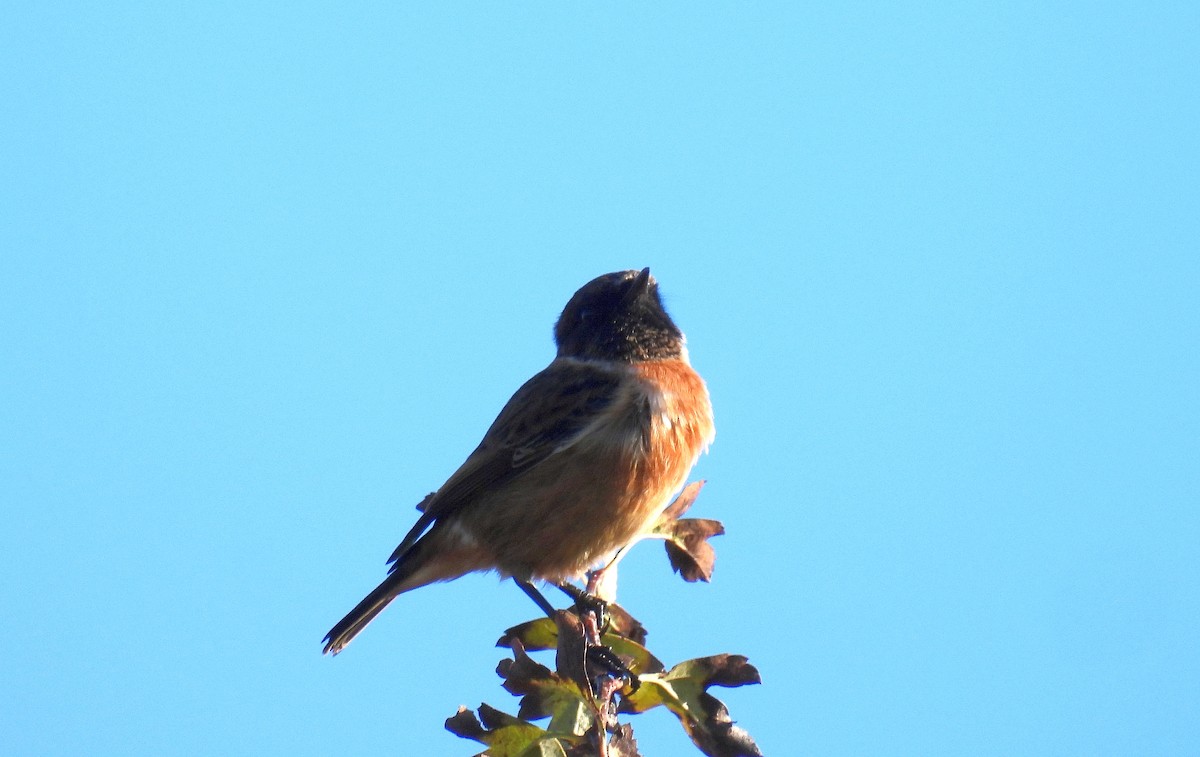 European Stonechat - ML644701322