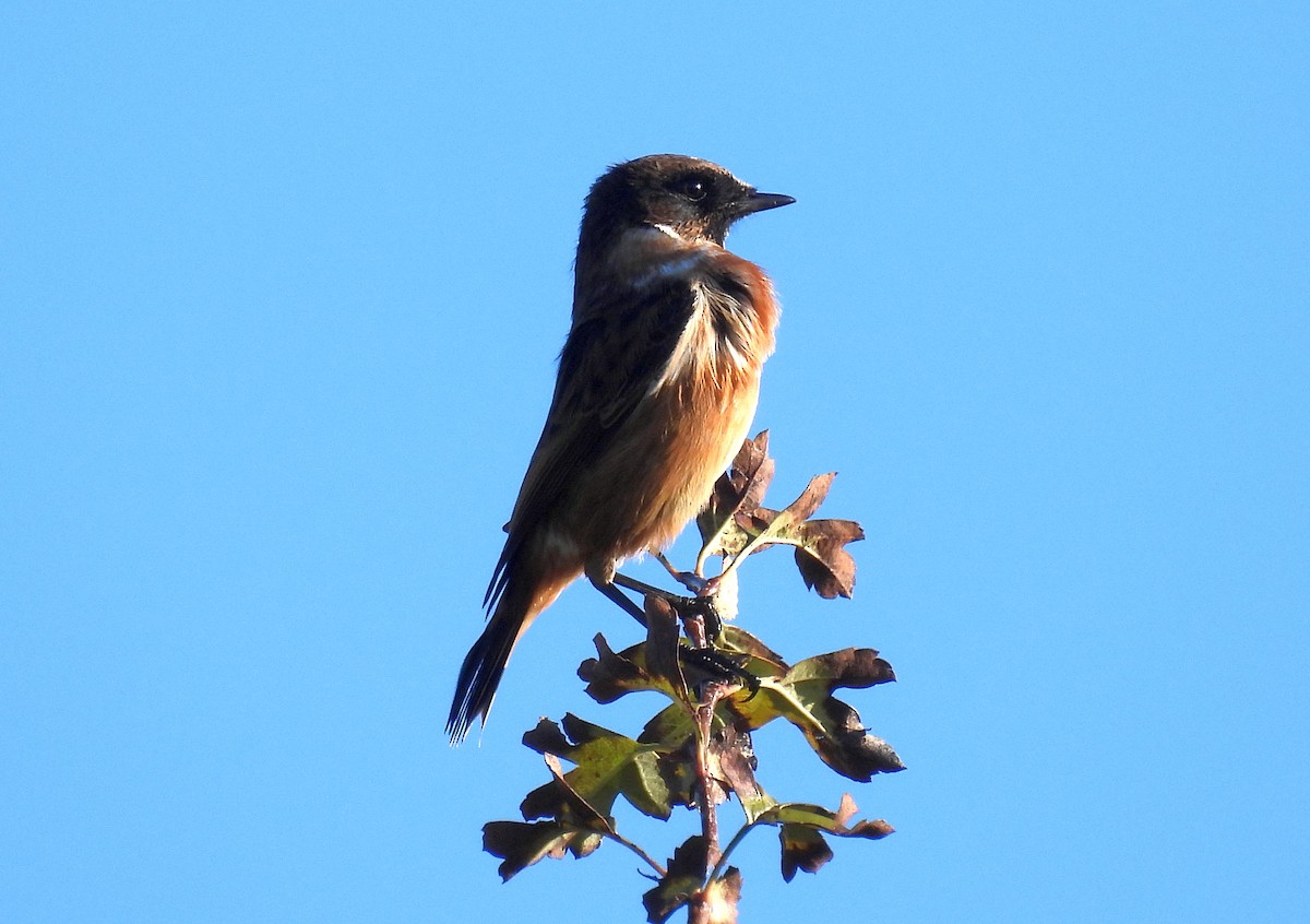 European Stonechat - ML644701323