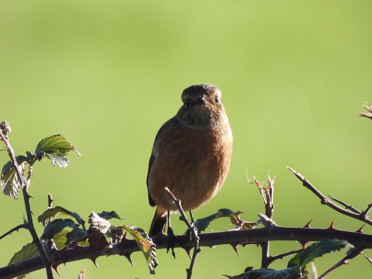 European Stonechat - ML644701324