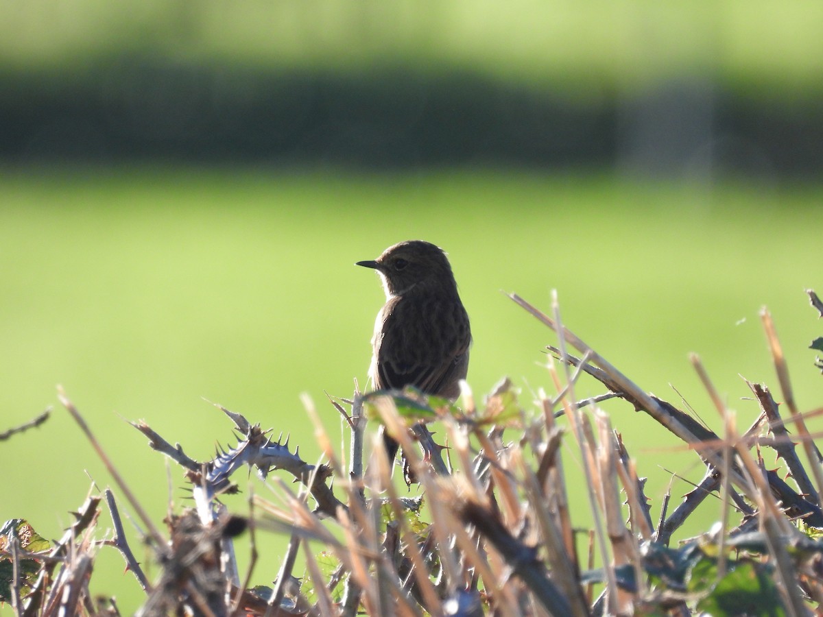 European Stonechat - ML644701325
