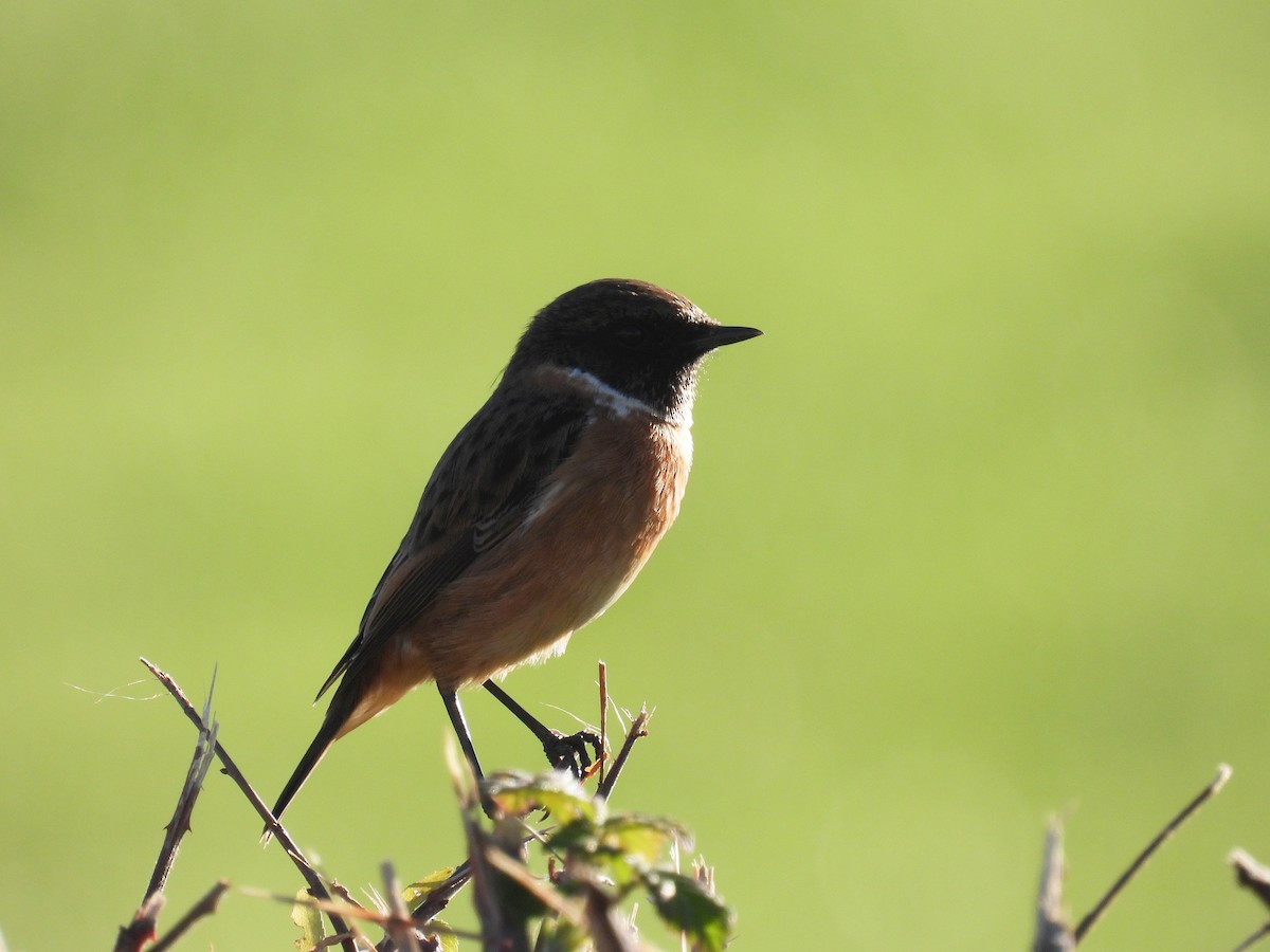 European Stonechat - ML644701326