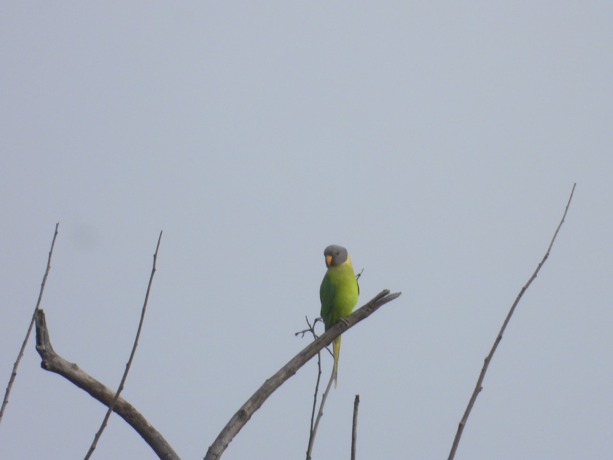 Erik Başlı Yeşil Papağan - ML644701329