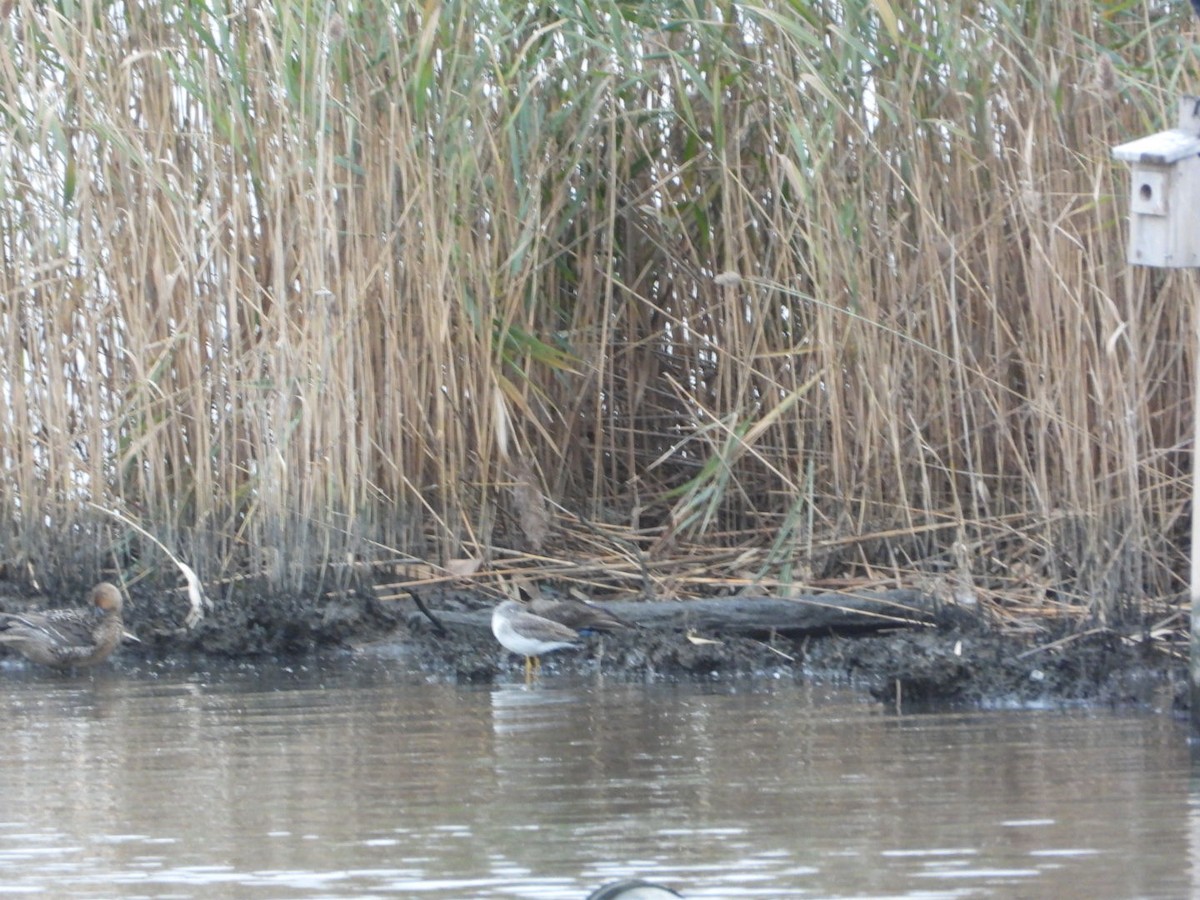 Greater Yellowlegs - ML644701330