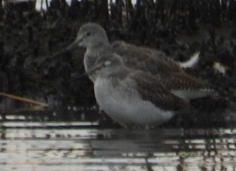 Greater Yellowlegs - ML644701331
