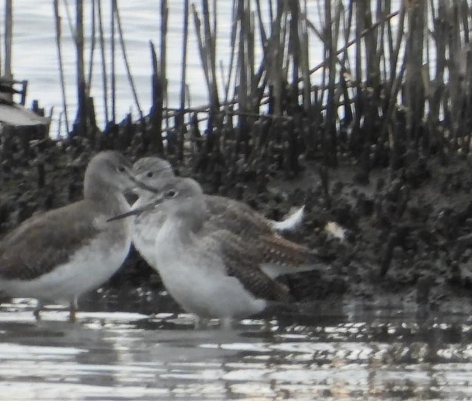 Greater Yellowlegs - ML644701332