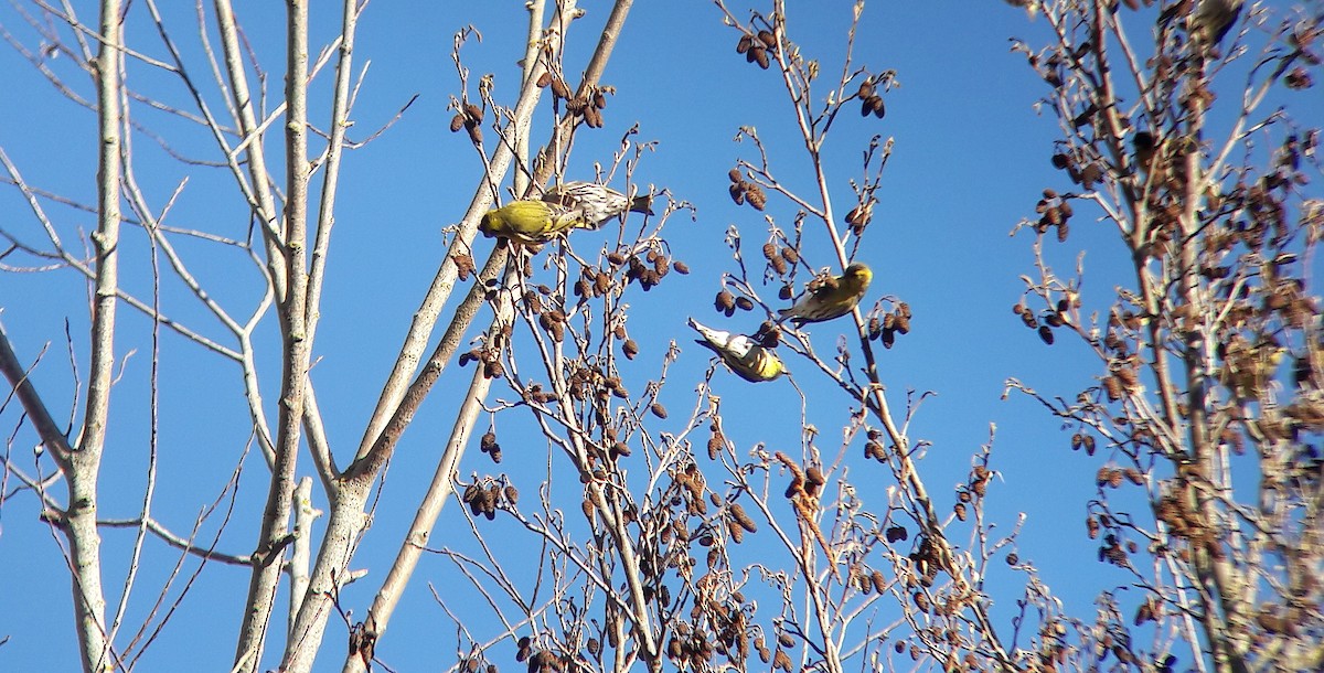 マヒワ - ML644701335