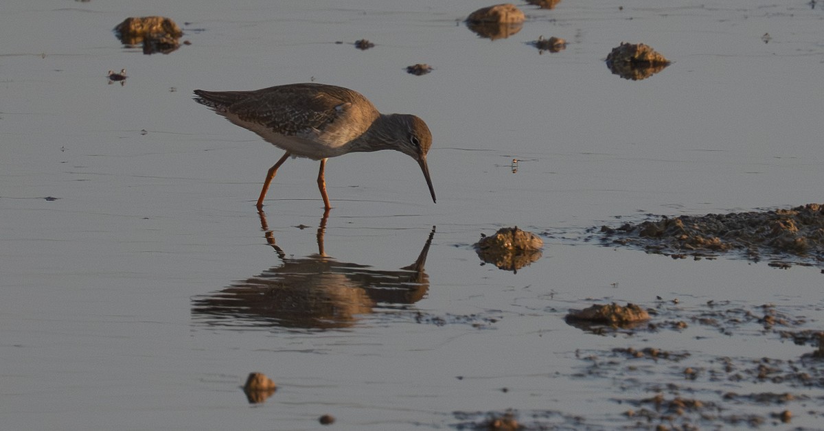 アカアシシギ - ML644701337