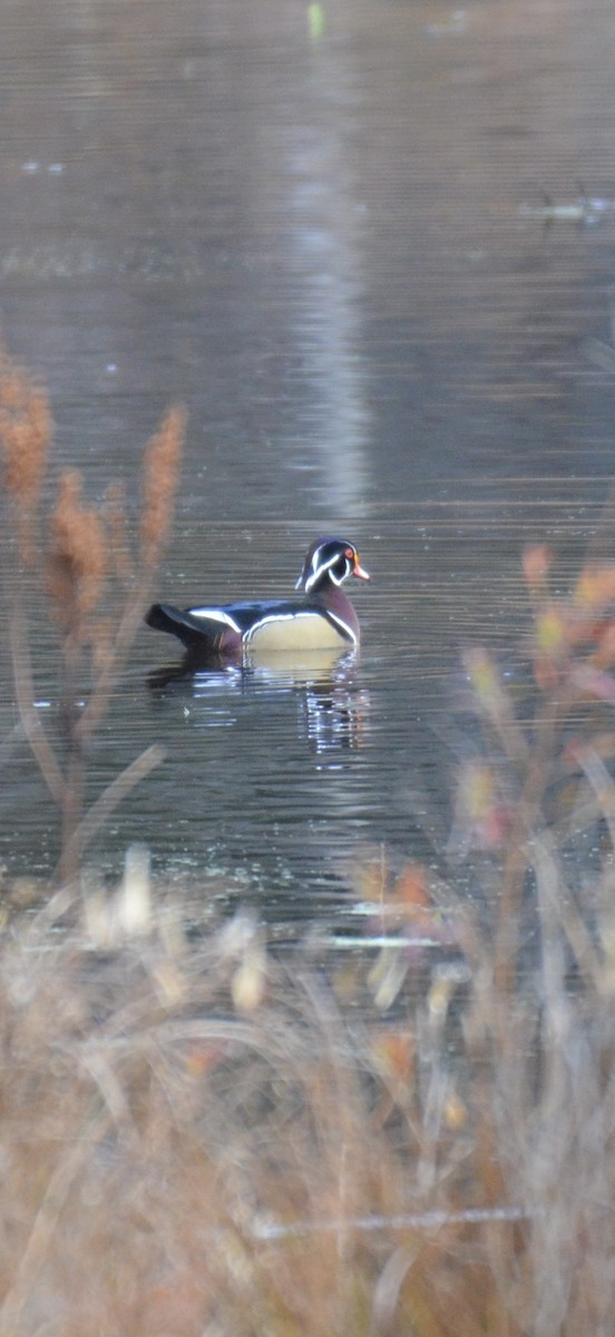 Каролінка - ML644701340