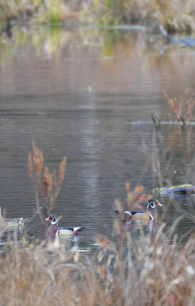 Каролінка - ML644701341
