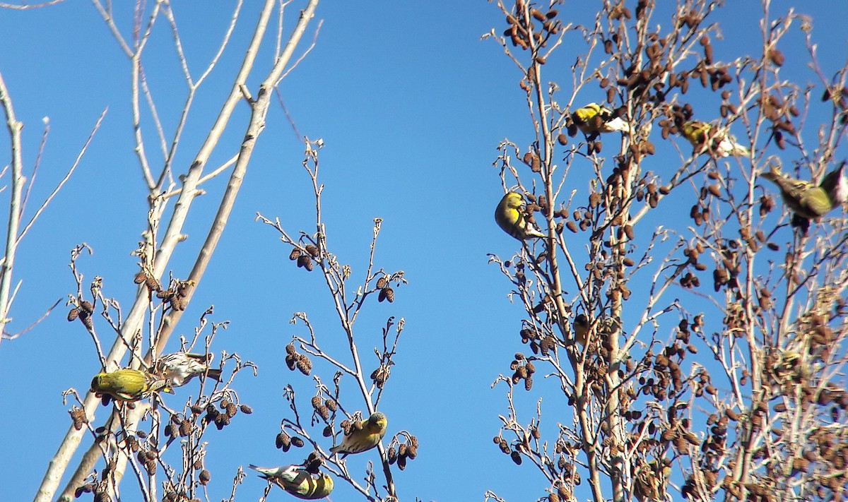 マヒワ - ML644701349