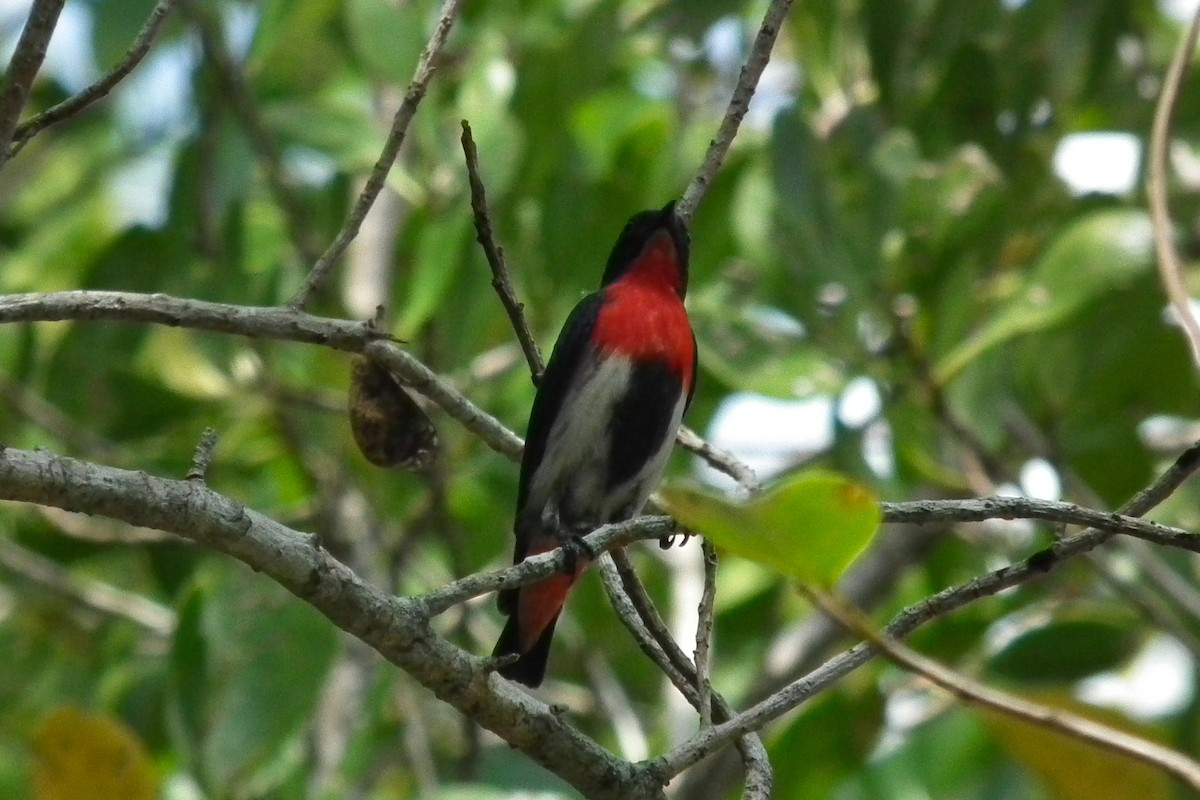 Mistletoebird - ML644701350