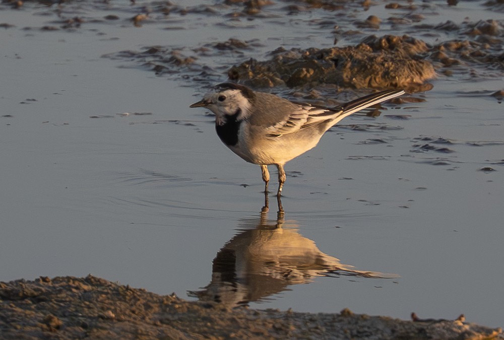 Lavandera Blanca - ML644701353