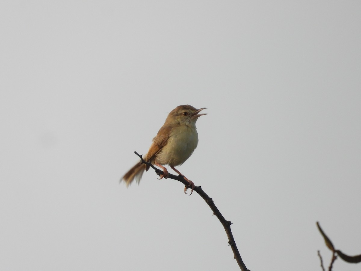 Prinia Sencilla - ML644701365