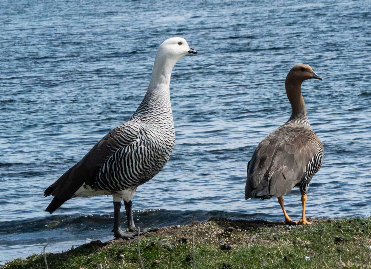 Ouette de Magellan - ML644701370