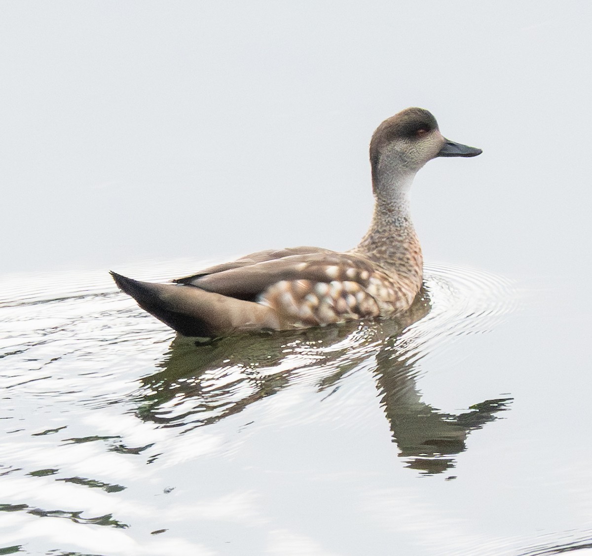 Crested Duck - ML644701395