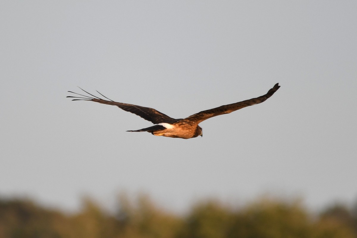 moták severoamerický - ML644701397