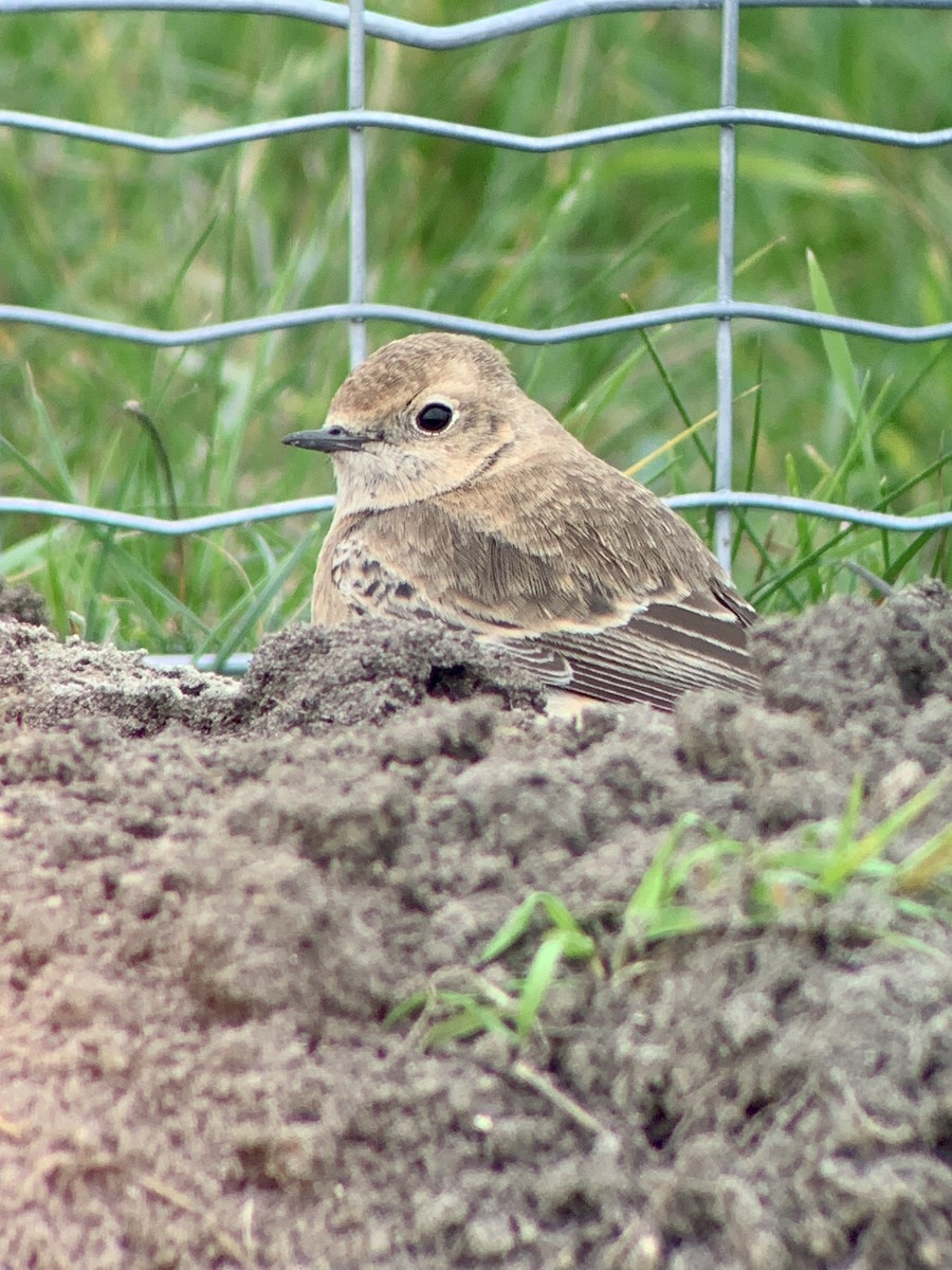 svartstrupesteinskvett - ML644701439