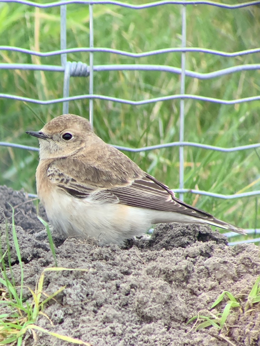 svartstrupesteinskvett - ML644701440