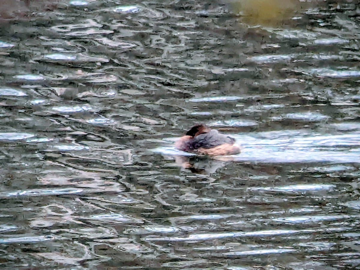 Pied-billed Grebe - ML644701442