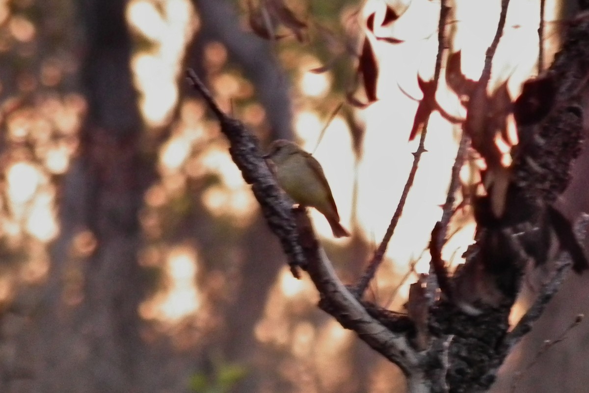 Lemon-bellied Flyrobin - ML644701443
