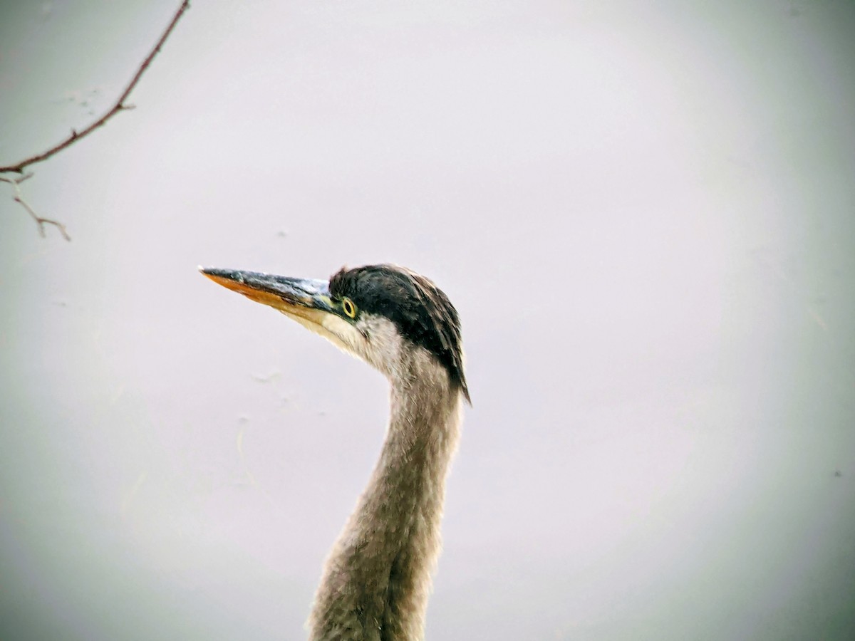 Great Blue Heron - ML644701459