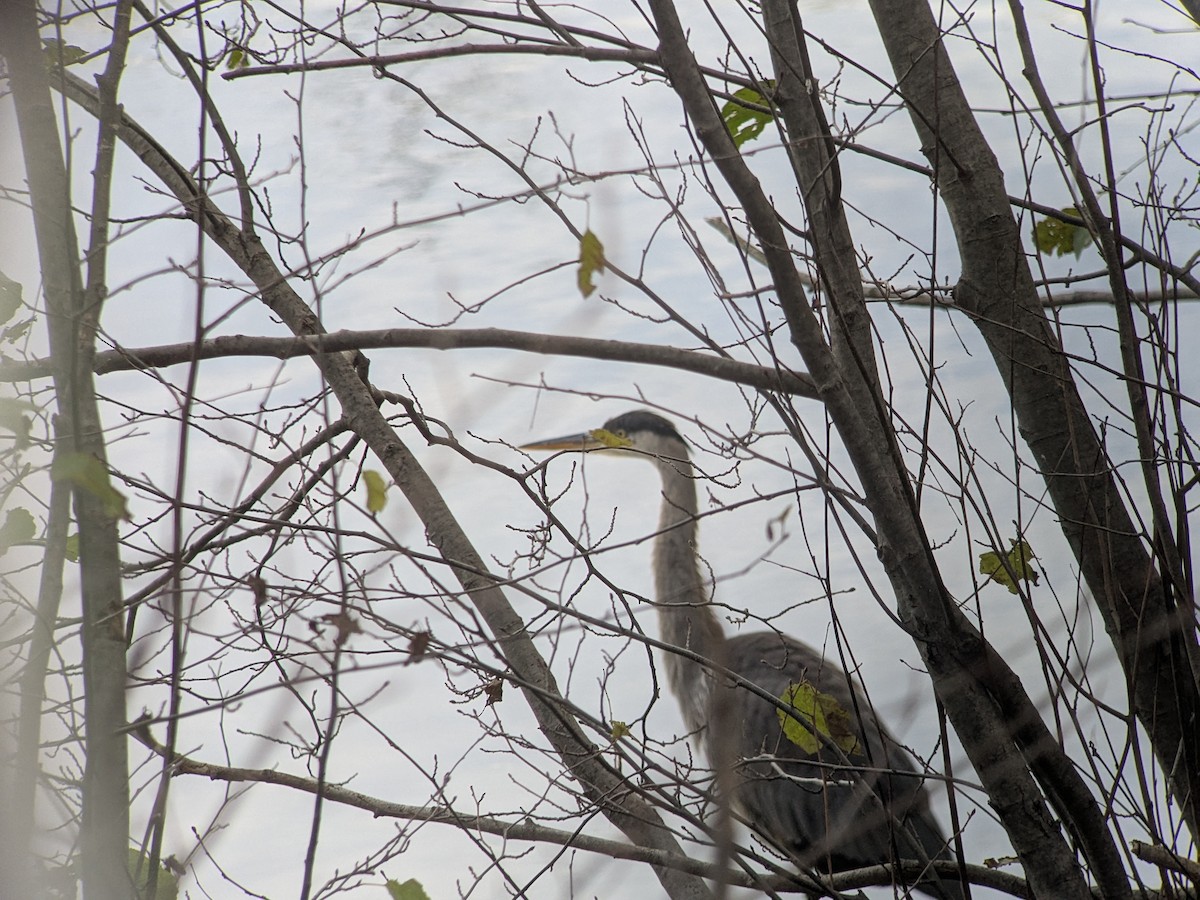 Great Blue Heron - ML644701460
