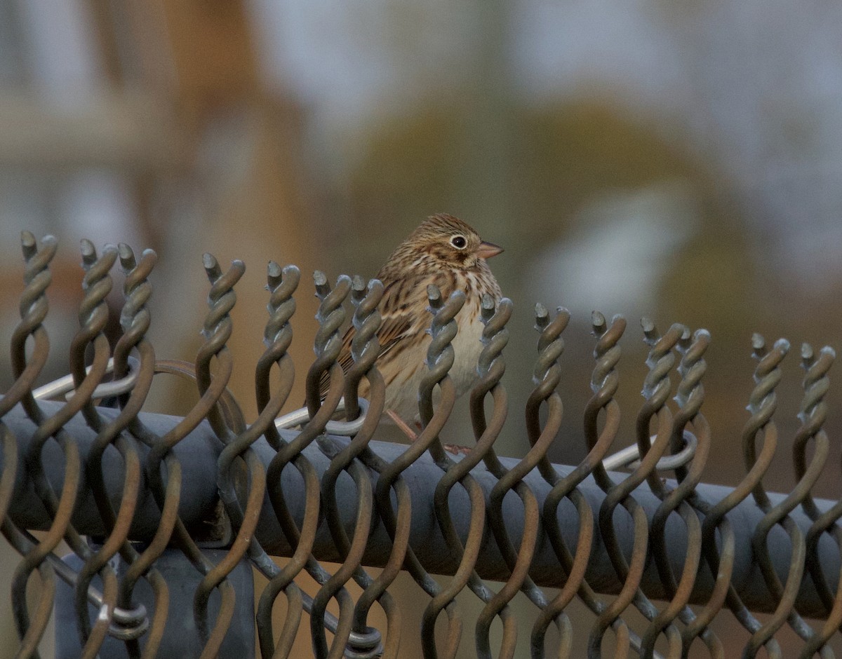 Vesper Sparrow - ML644701463