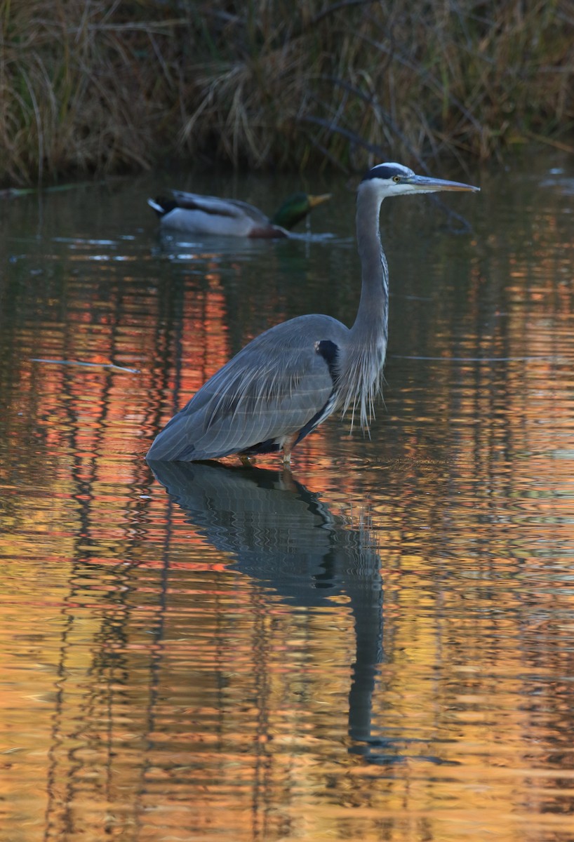 オオアオサギ - ML644701466