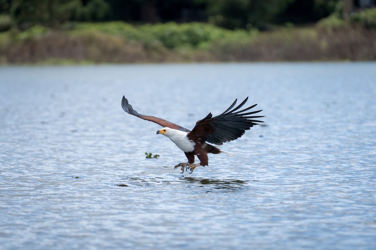 flodørn - ML644701470