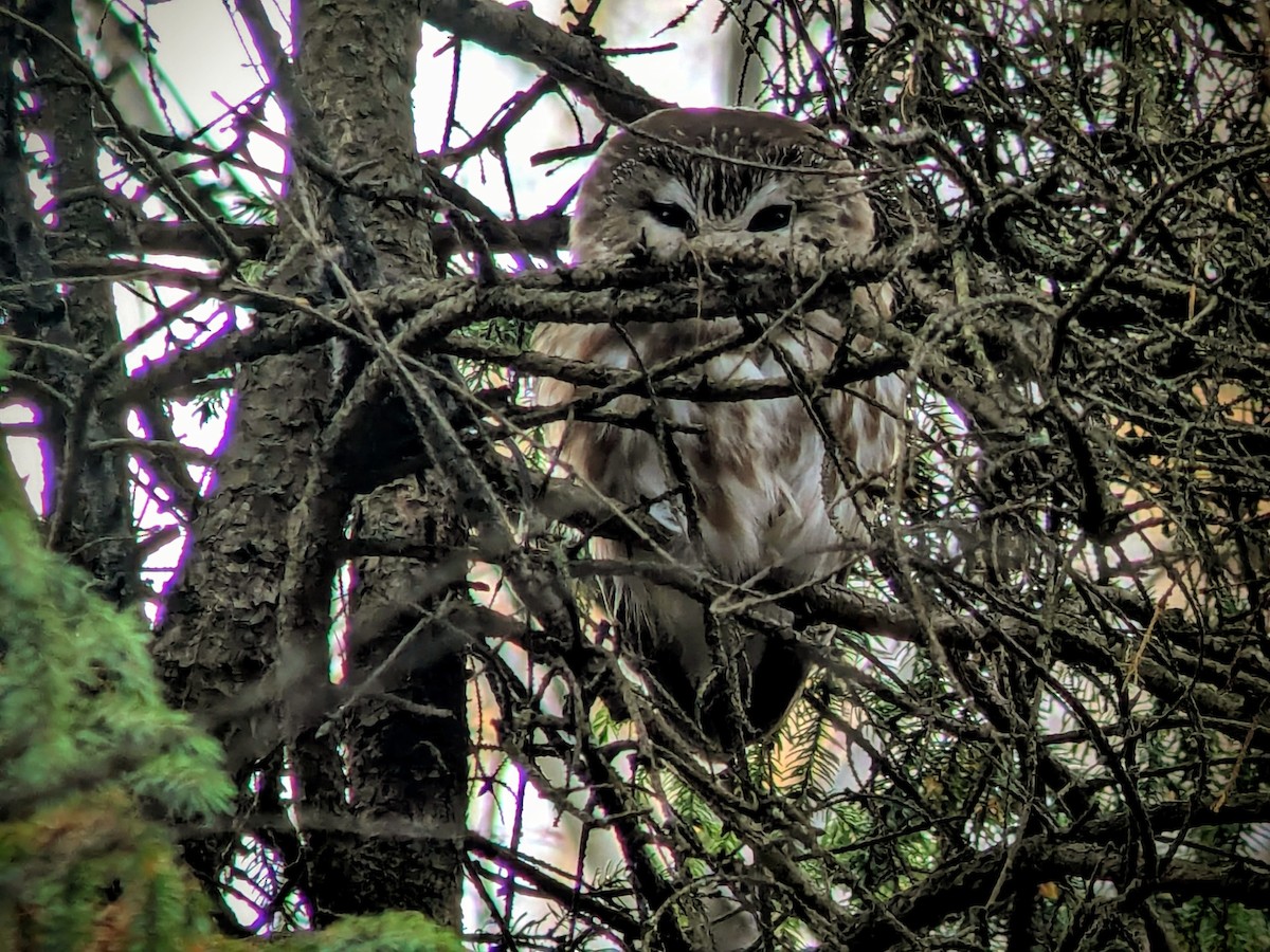 Northern Saw-whet Owl - ML644701472