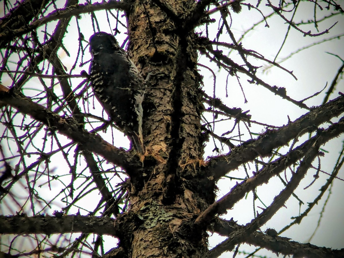 American Three-toed Woodpecker - ML644701477