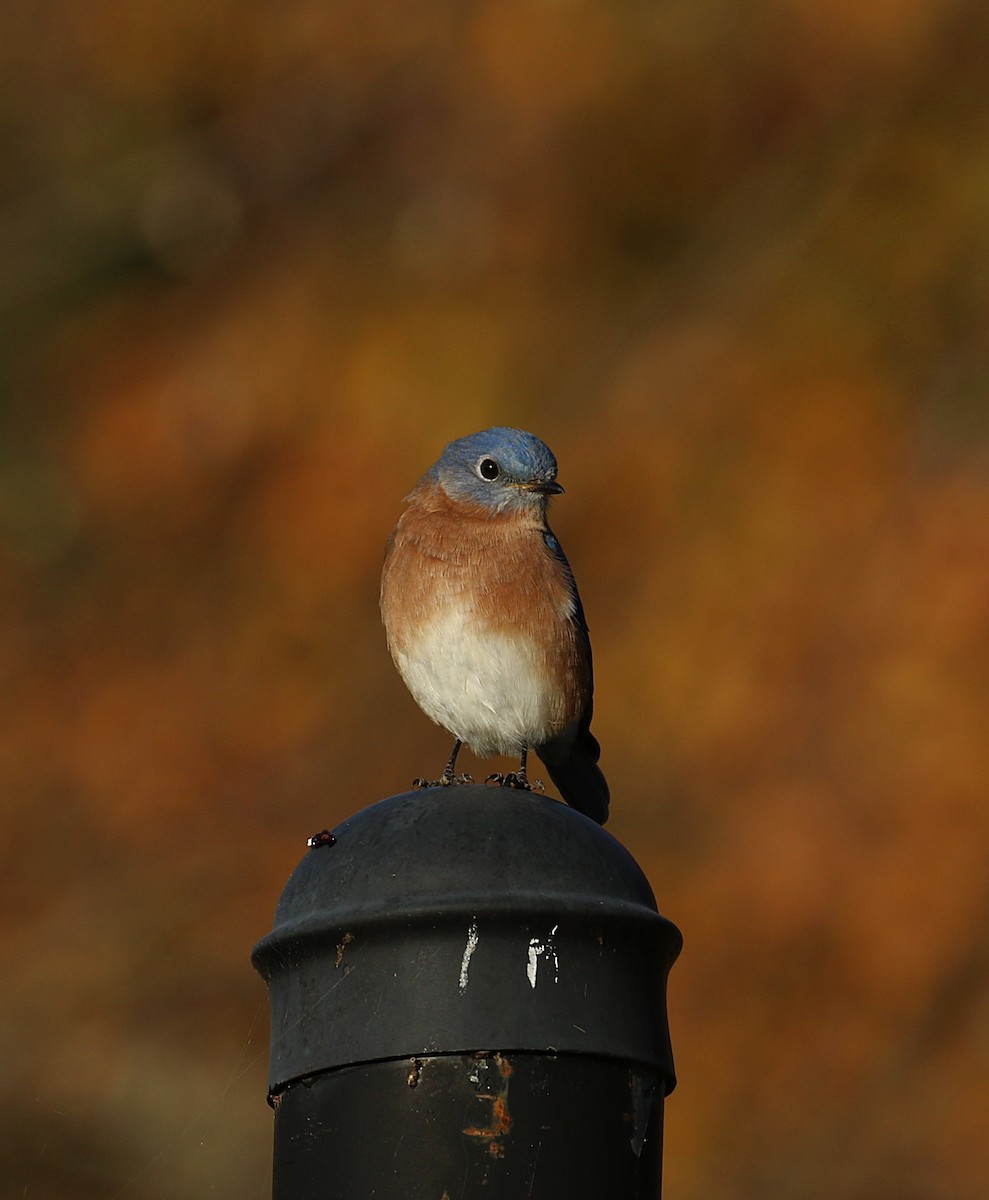 ルリツグミ - ML644701478
