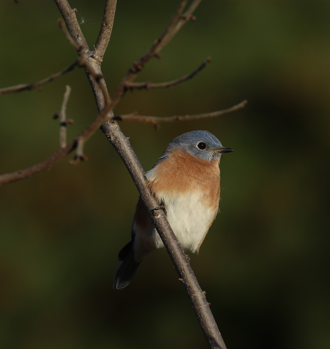 ルリツグミ - ML644701479