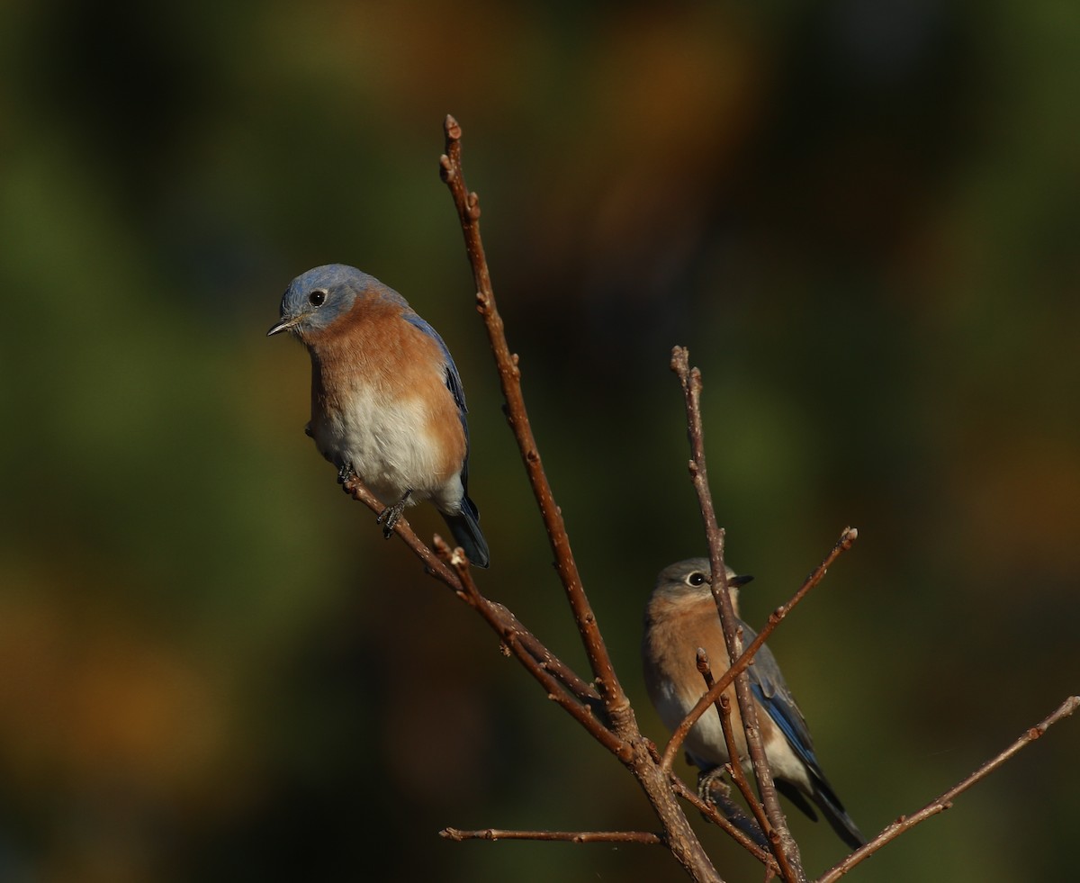 ルリツグミ - ML644701480