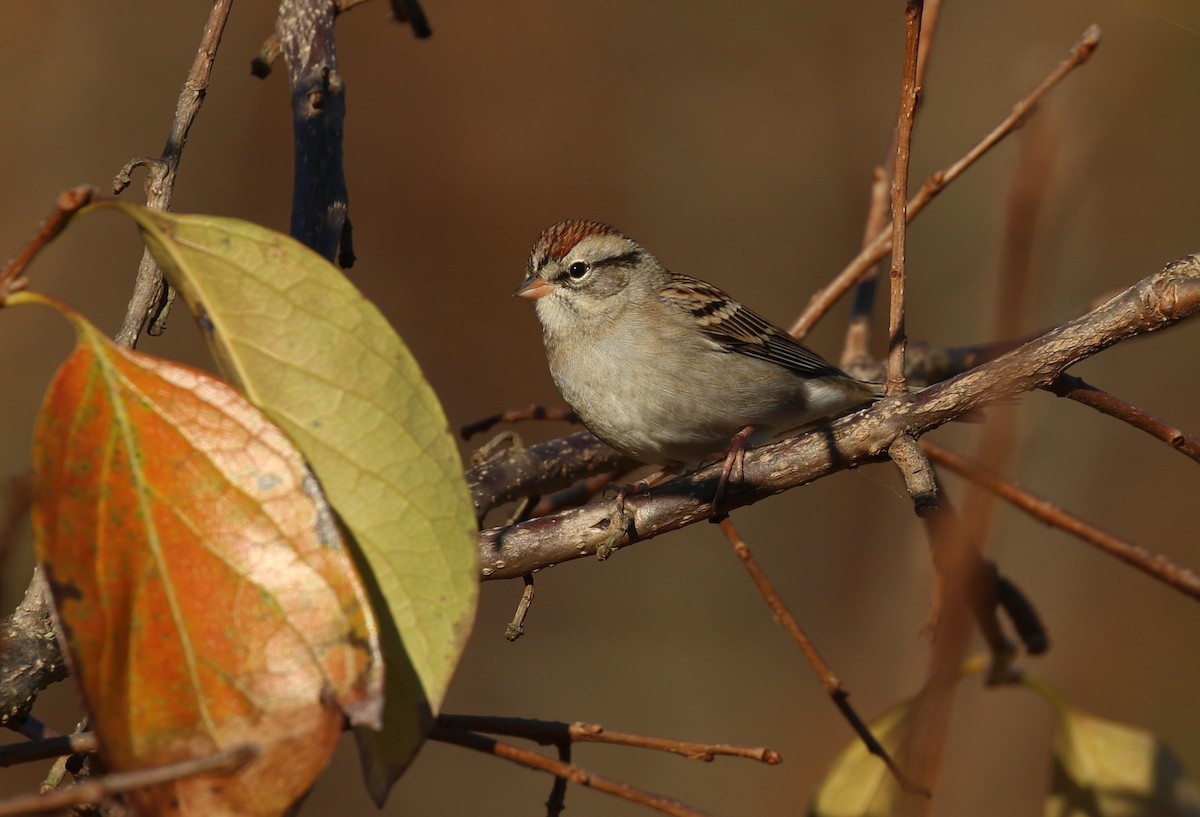 チャガシラヒメドリ - ML644701491