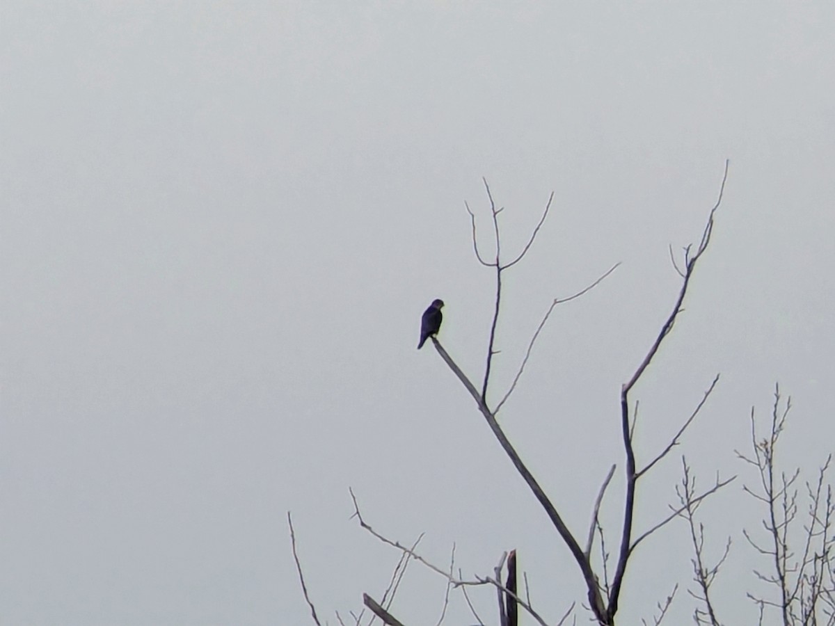 Merlin - ML644701493