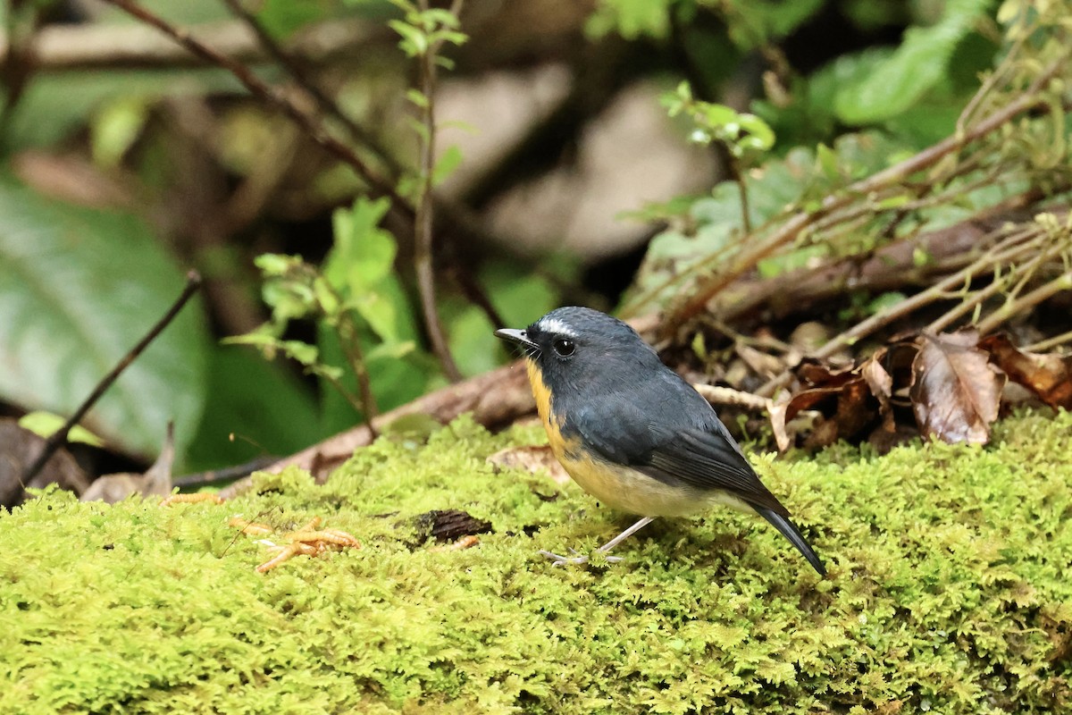 Snowy-browed Flycatcher - ML644701494