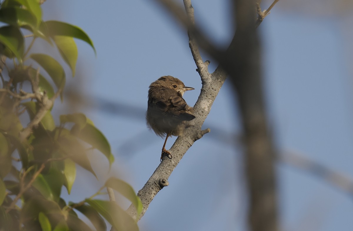 Curruca Carrasqueña Oriental - ML644701498