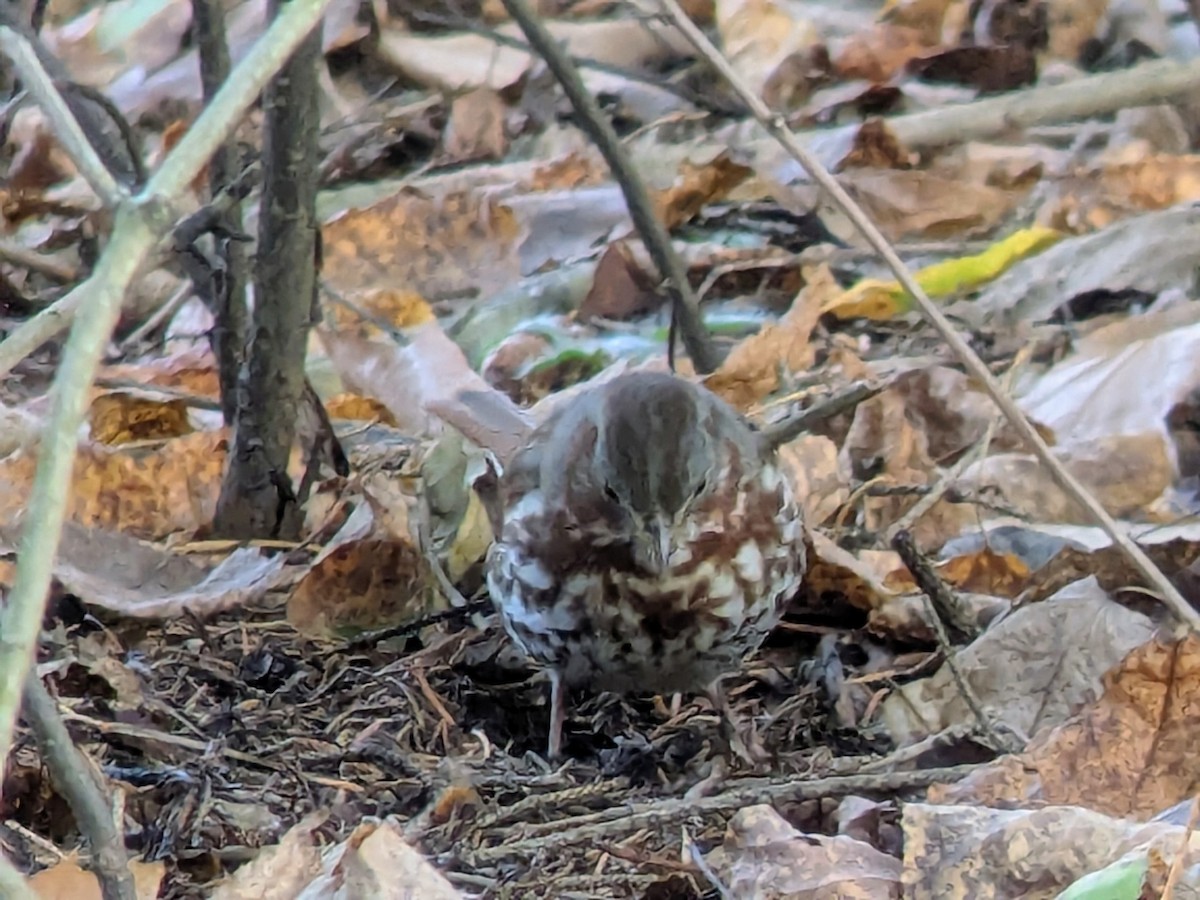 Fox Sparrow - ML644701501