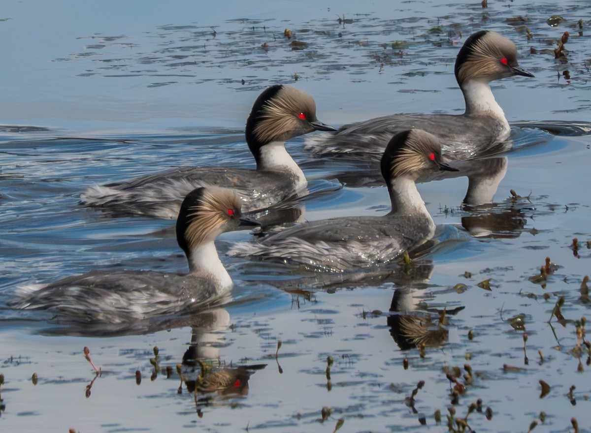 Silvery Grebe - ML644701502