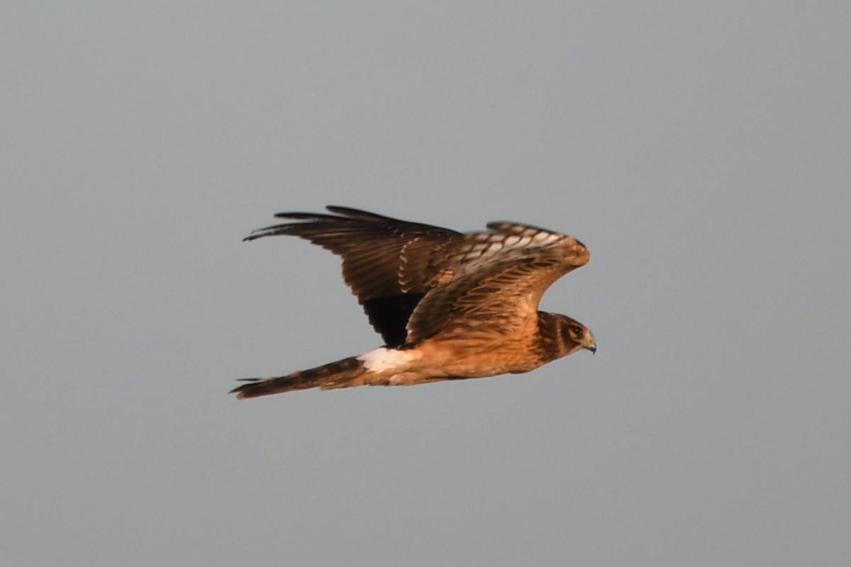 moták severoamerický - ML644701503