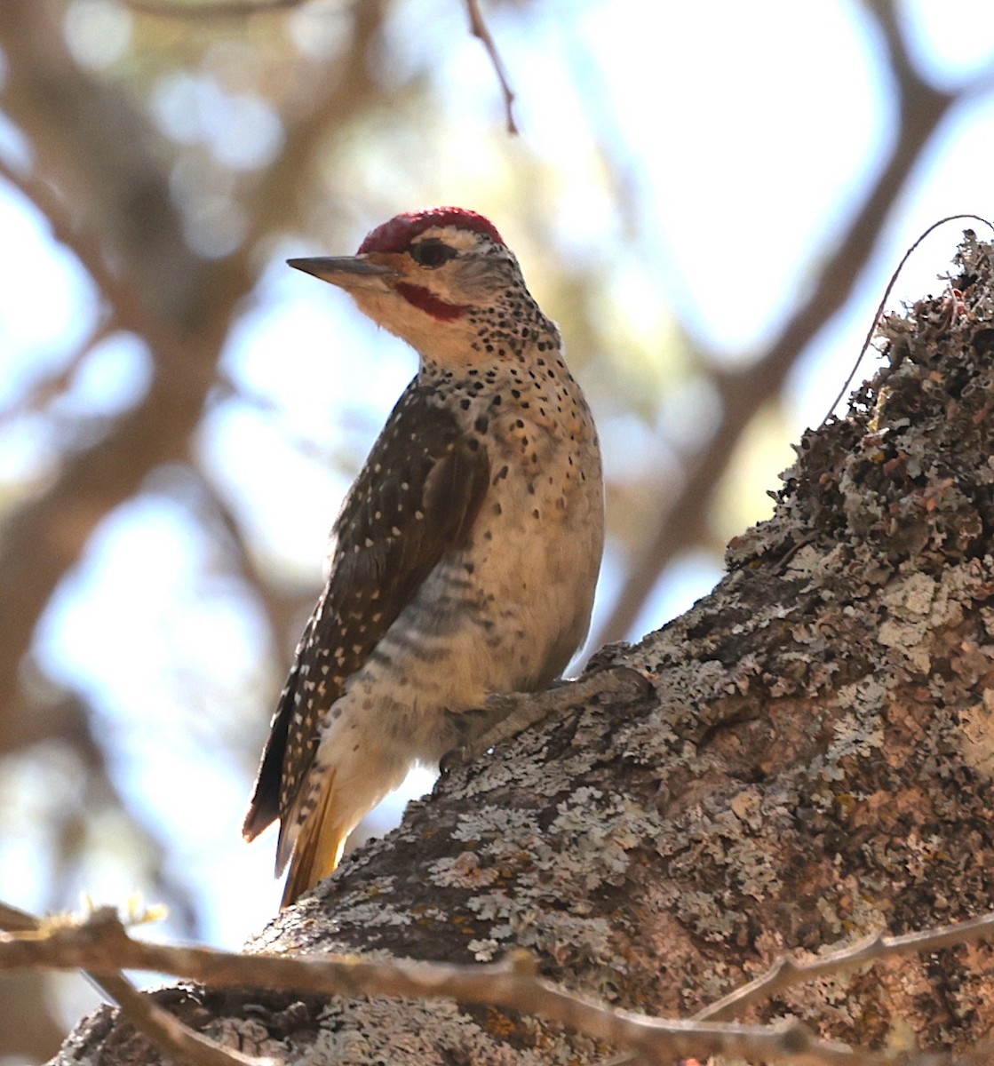 Nubian Woodpecker - ML644701505