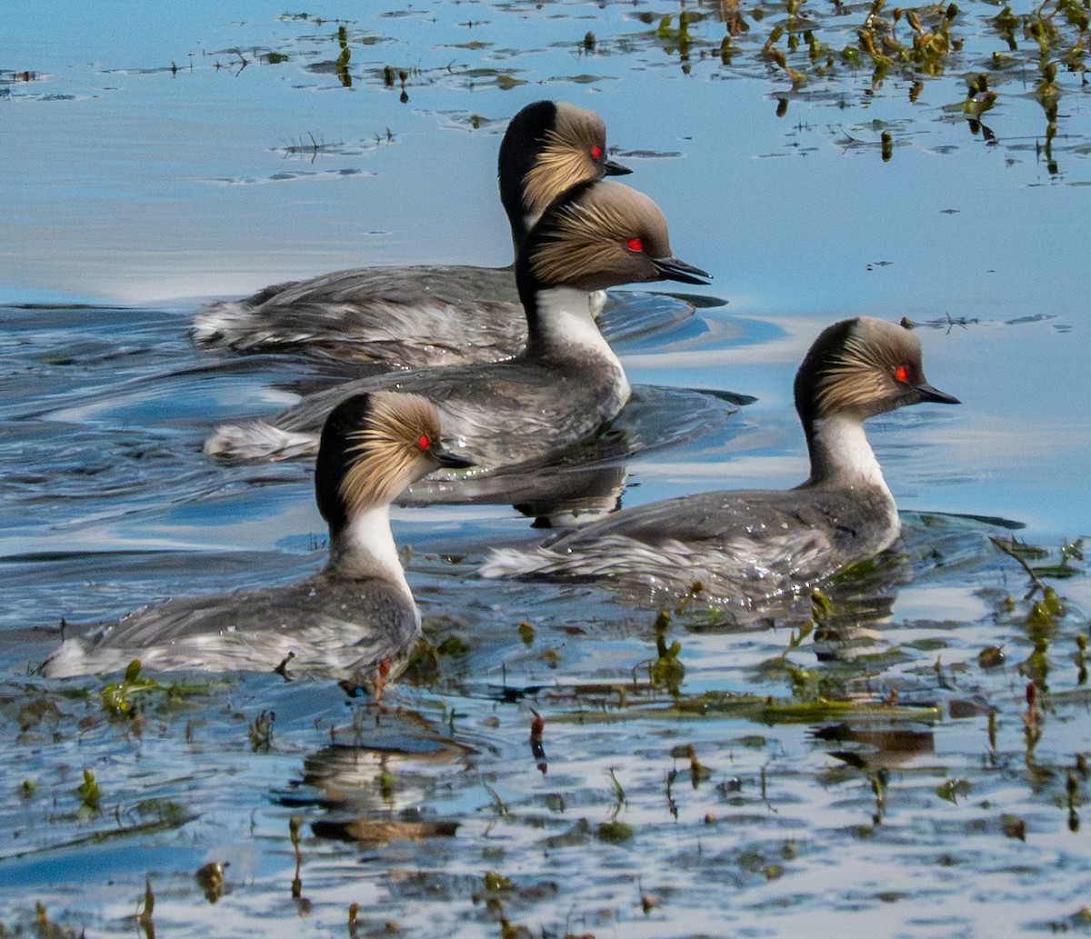 Silvery Grebe - ML644701507