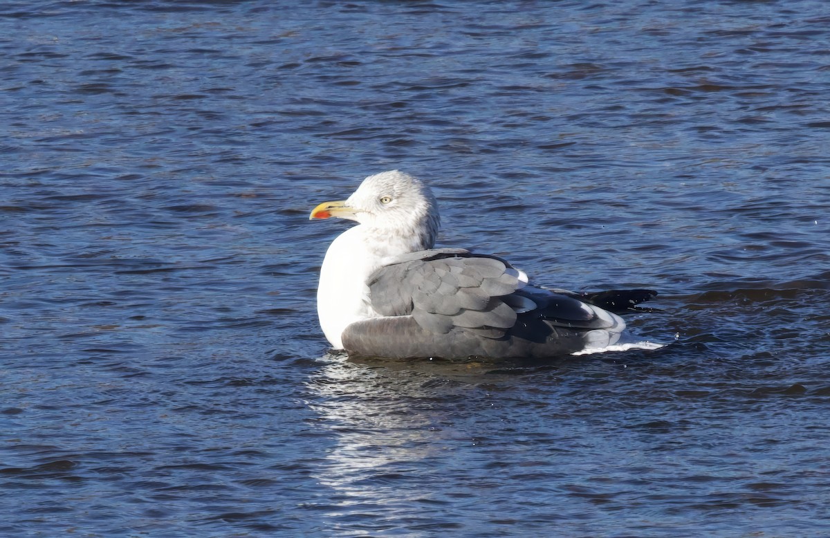 ニシセグロカモメ - ML644701509