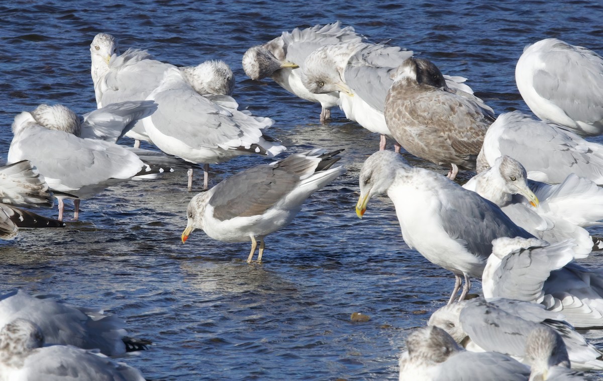 ニシセグロカモメ - ML644701510