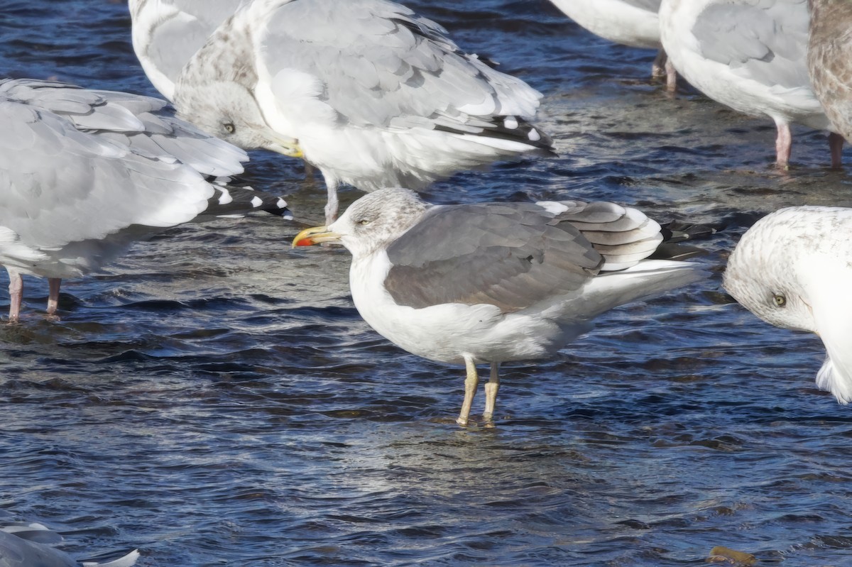 ニシセグロカモメ - ML644701511