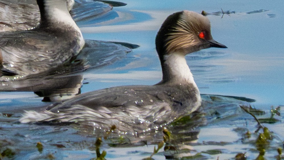 Silvery Grebe - ML644701515