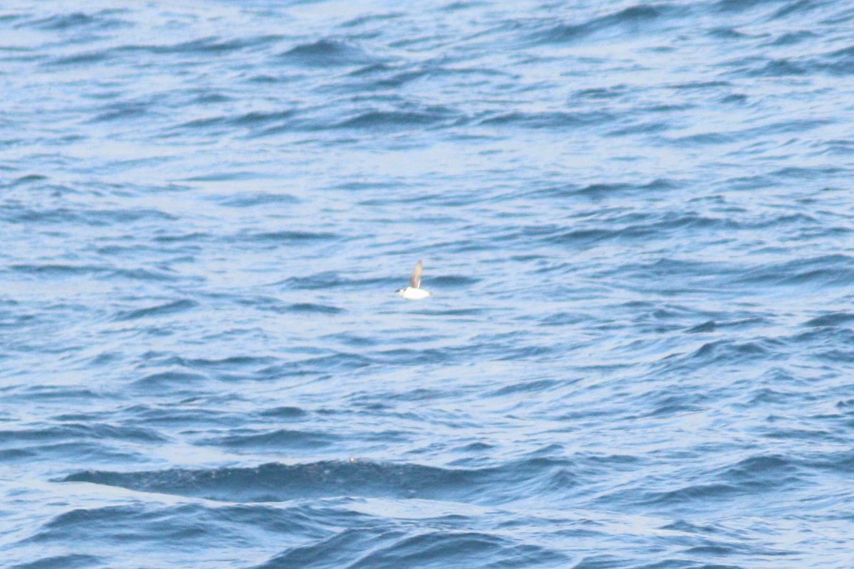 Dovekie - ML644701543