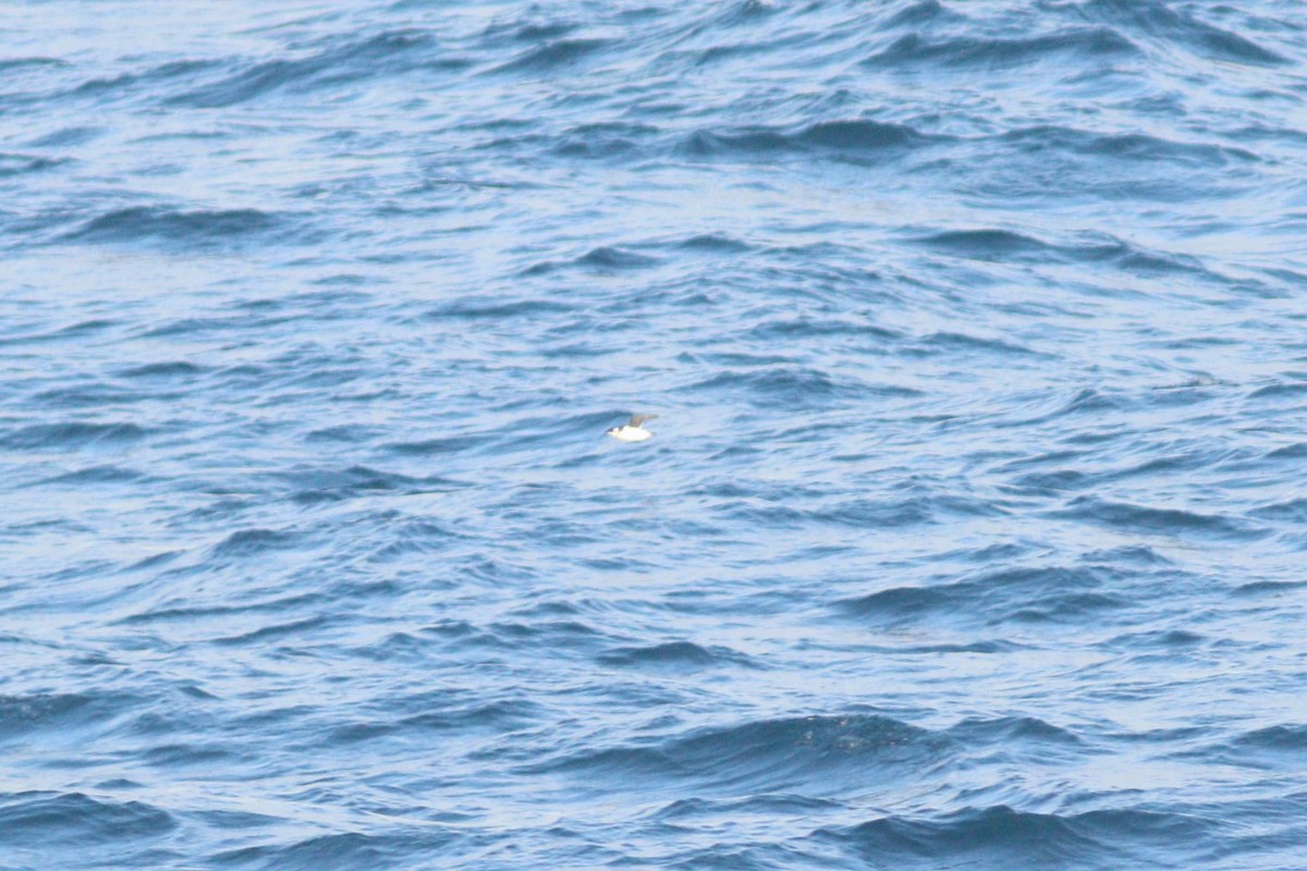 Dovekie - ML644701544