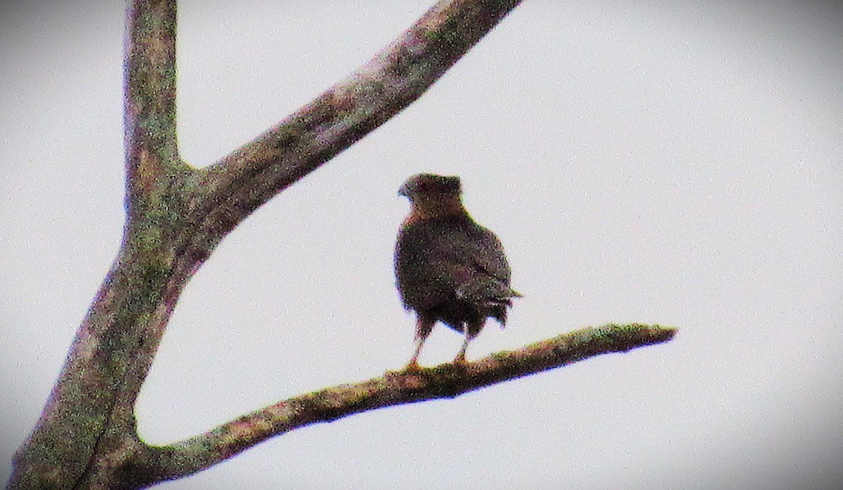 Cooper's Hawk - ML644701565